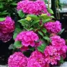 Hydrangea macrophylla EVERBLOOM PINK WONDER