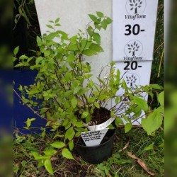 Japoninė lanksva - Spiraea bumalda (japonica) ANTHONY WATERERI