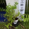 Spiraea bumalda (japonica) ANTHONY WATERERI
