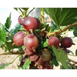 Agrastas - Ribes uva-crispa CAPTIVATOR