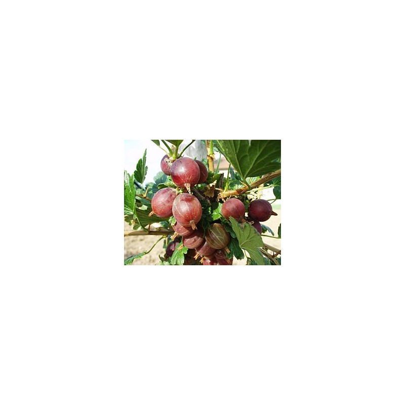 Gooseberry - Ribes uva-crispa CAPTIVATOR