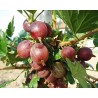 Gooseberry - Ribes uva-crispa CAPTIVATOR