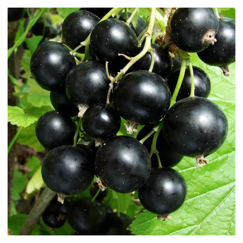 Black Currant - Ribes nigrum TISEL