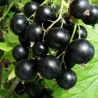 Black Currant - Ribes nigrum TISEL