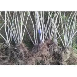 Black Currant - Ribes nigrum TISEL