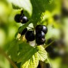 Black Currant - Ribes nigrum BEN NEVIS