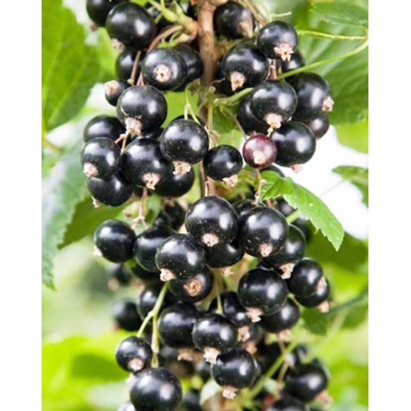 Black Currant - Ribes nigrum TITANIA