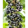 Juodieji serbentai - Ribes nigrum TITANIA