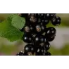 Red Currant - Ribes nigrum INTERCONTINENTAL