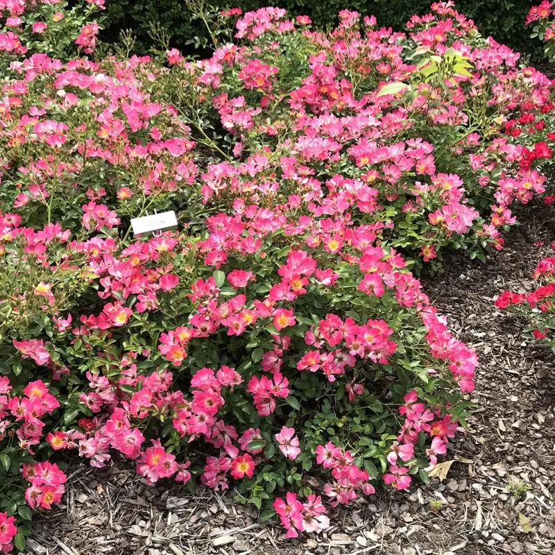 Rožė - Rosa PINK DRIFT ® Rožė - Rosa PINK DRIFT ®