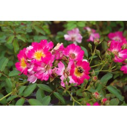 Rožė - Rosa PINK DRIFT ®