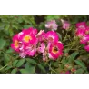 Rožė - Rosa PINK DRIFT ®