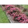 Rožė - Rosa PINK DRIFT ®