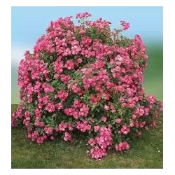 Rosa PINK LA SEVILLANA
