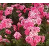 Rožė - Rosa PINK LA SEVILLANA