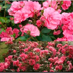 Rosa PINK LA SEVILLANA