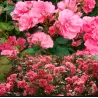 Rosa PINK LA SEVILLANA