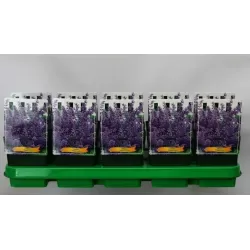 Nepeta WALKERS LOW