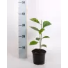 Magnolia liliiflora NIGRA