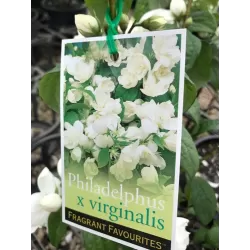 Jazminų sodinukai su pristatymu į namus