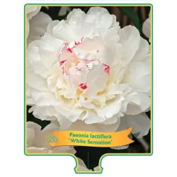 Bijūnas - Paeonia WHITE SENSATION