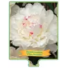 Bijūnas - Paeonia WHITE SENSATION