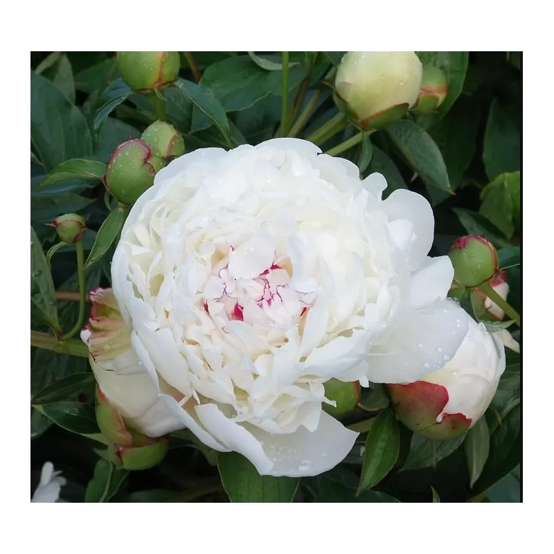 Bijūnas - Paeonia WHITE SENSATION