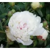 Bijūnas - Paeonia WHITE SENSATION