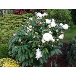 Bijūnas - Paeonia WHITE SENSATION