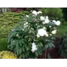 Bijūnas - Paeonia WHITE SENSATION