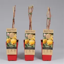 Avietė - Rubus idaeaus TWOTIMER SUGANA YELLOW