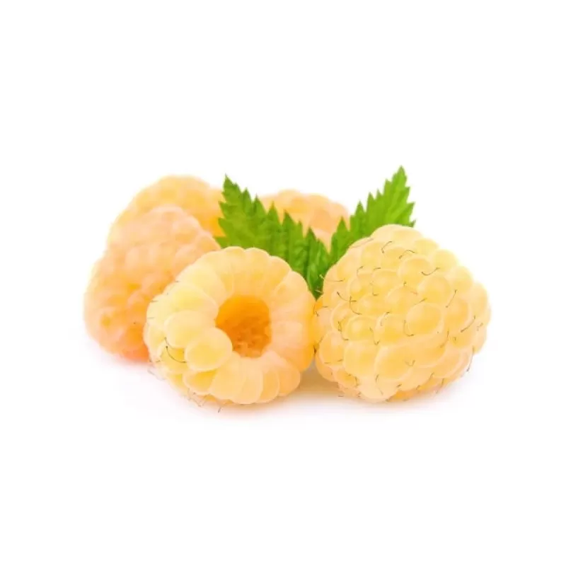 Avietė - Rubus idaeaus TWOTIMER SUGANA YELLOW