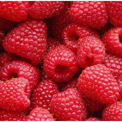 Paprastoji avietė - Rubus idaeaus TWOTIMER SUGANA RED