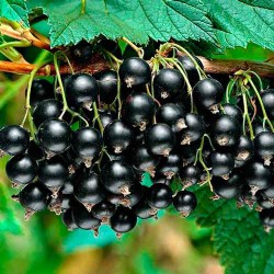 Black Currant - Ribes nigrum VERNISAZ