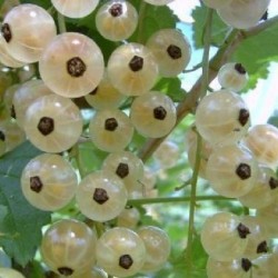 White Currant - Ribes sativum BLANKA / BLANCA