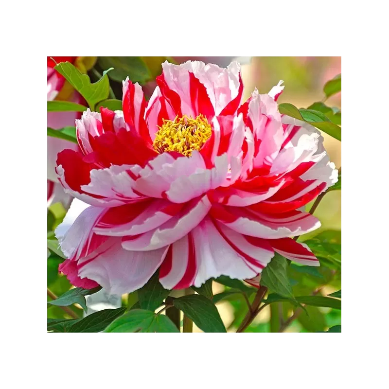 Paeonia suffruticosa SHIMANISHIKI / BICOLOR