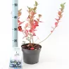Highbush Blueberry - Vaccinium corymbosum BLUECROP