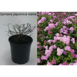 Japoninė lanksva - Spiraea japonica Nana