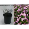 Japoninė lanksva - Spiraea japonica Nana
