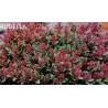 Japoninė skimija - Skimmia japonica RUBELLA