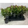 Japoninė skimija - Skimmia japonica RUBELLA