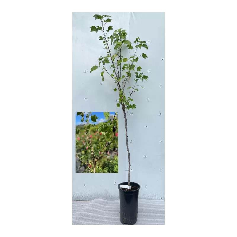 Black + White Currant 2 in 1 (STEM) - Ribes VERNISAZ + BLANCA / BLANKA