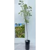 Black + White Currant 2 in 1 (STEM) - Ribes VERNISAZ + BLANCA / BLANKA