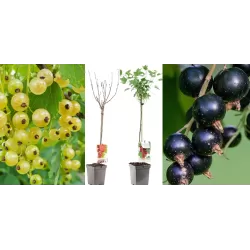 Black + White Currant 2 in 1 (STEM) - Ribes VERNISAZ + BLANCA / BLANKA