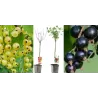 Black + White Currant 2 in 1 (STEM) - Ribes VERNISAZ + BLANCA / BLANKA