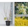 Japoninė sofora - Sophora japonica