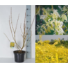 Japoninė sofora - Styphnolobium japonicum (Sophora japonica) FLAVIRAMEUS