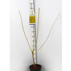 Japanese Pagoda Tree - Styphnolobium japonicum (Sophora japonica) FLAVIRAMEUS