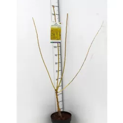 Japoninė sofora - Sophora japonica