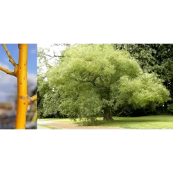 Japoninė sofora - Styphnolobium japonicum (Sophora japonica) FLAVIRAMEUS